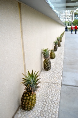 Pineapples...such a symbol of Queensland